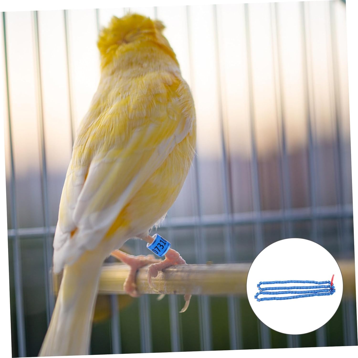 100pcs Reusable Numbered Bird Leg Rings for Pigeons, Parrots, and Chickens - Durable Foot Bands for Easy Identification(Blu)