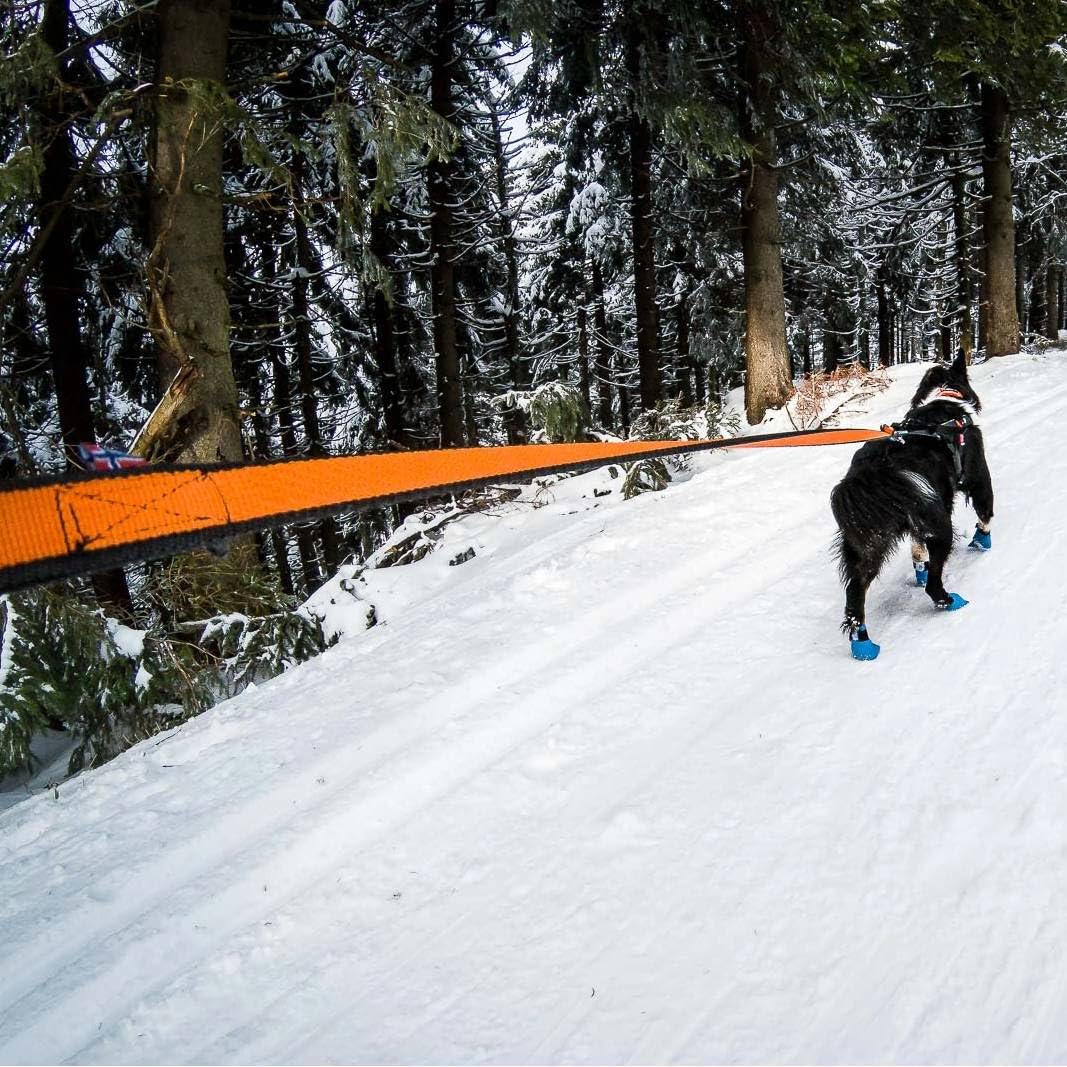 Non-stop dogwear Bungee Leash LTD | Leine für bikejøring, Scootering und skijøring | 1644 | 2,8m | Farbe:blau