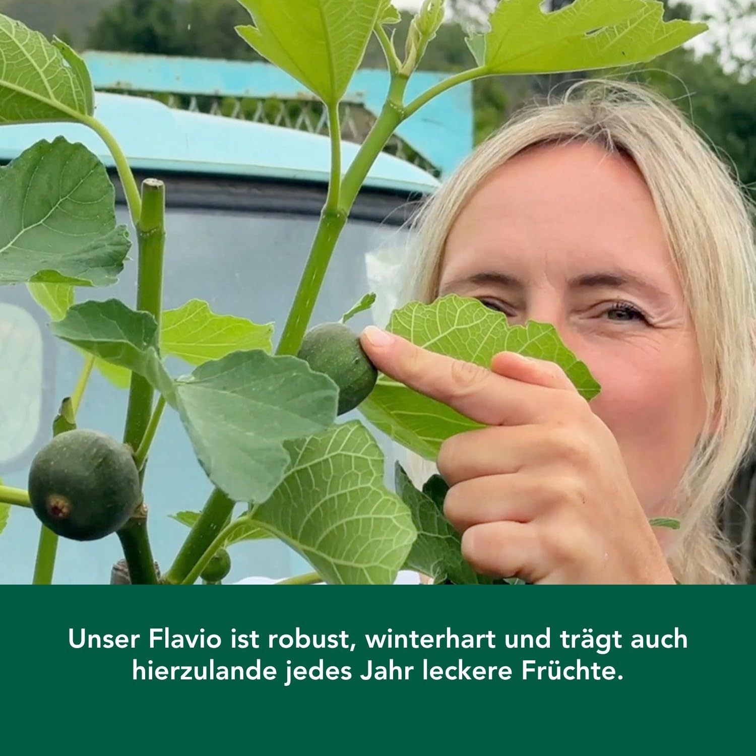 Bloomify® Balkon-Feigenbaum "Flavio" | 80 bis 100 cm großer winterharter Feigenbaum | ertragreiche und pflegeleichte Feige für Garten oder Topf | besonders süße, leckere Früchte | selbstbefruchtend