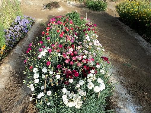 Miniatura 2 de Semillas Clavel Granadina Mezcla Flores Bienales para Plantar