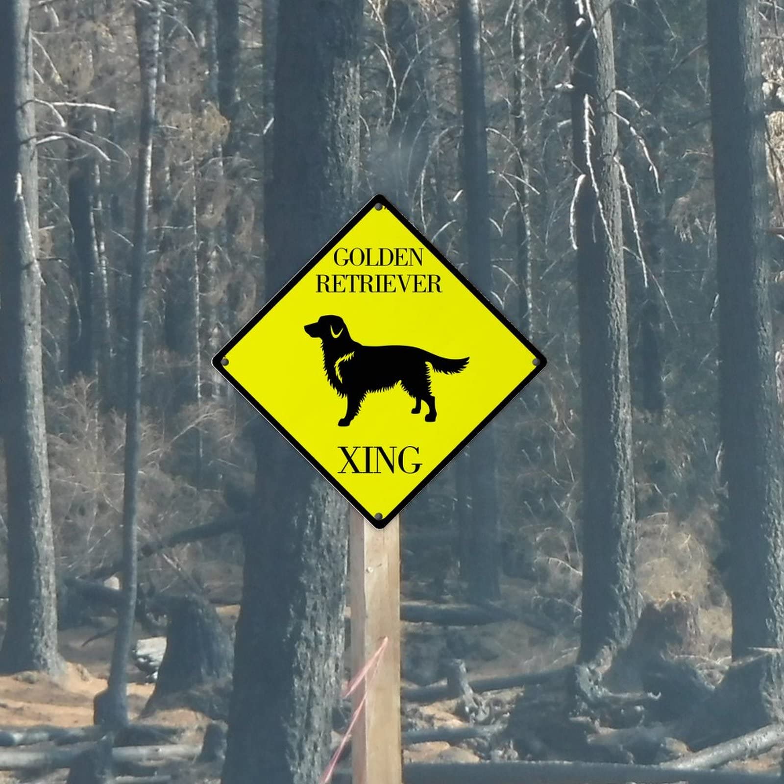Labrador Retriever Dog Sign, Caution Dog Sign, Labrador Lover, Dog...