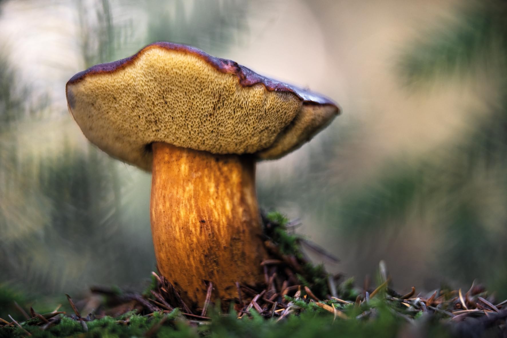 Wonderland: The Secret World of Mushrooms