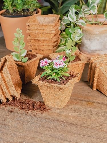 Miniatura 7 de Envelor Macetas de fibra de coco para plantas, bandeja de inicio de semillas biodegradables, macetas de turba de coco, tazas de plántulas, macetas