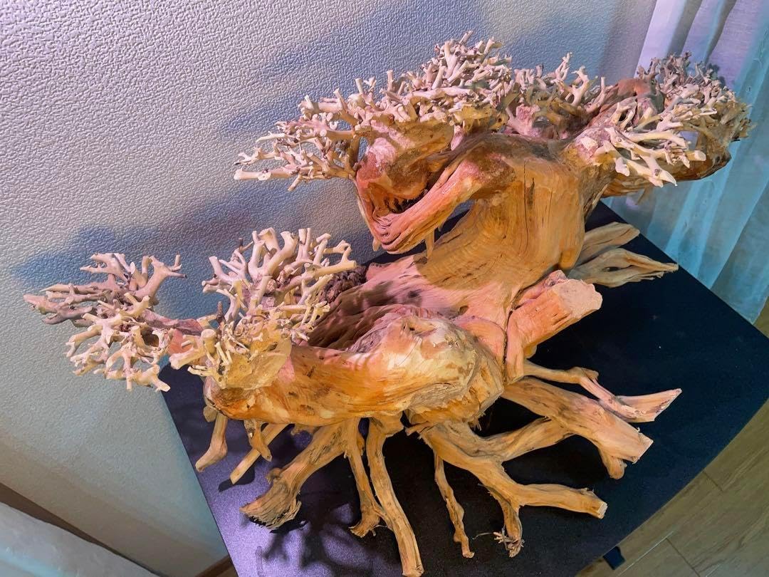 ADA スリムウッド 流木 特大 ADAスリムウッド】入荷‼️ サイズもS・M・Lの