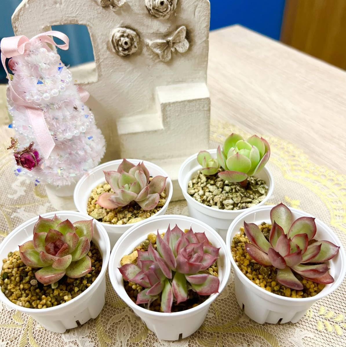 Amazon.co.jp: 多肉植物エケベリア5点セットN : ホーム＆キッチン