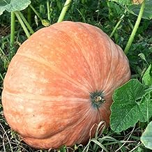 10 Giant Pumpkin Seeds (Atlantica Giant - Cucurbita Maxima Duchesne)