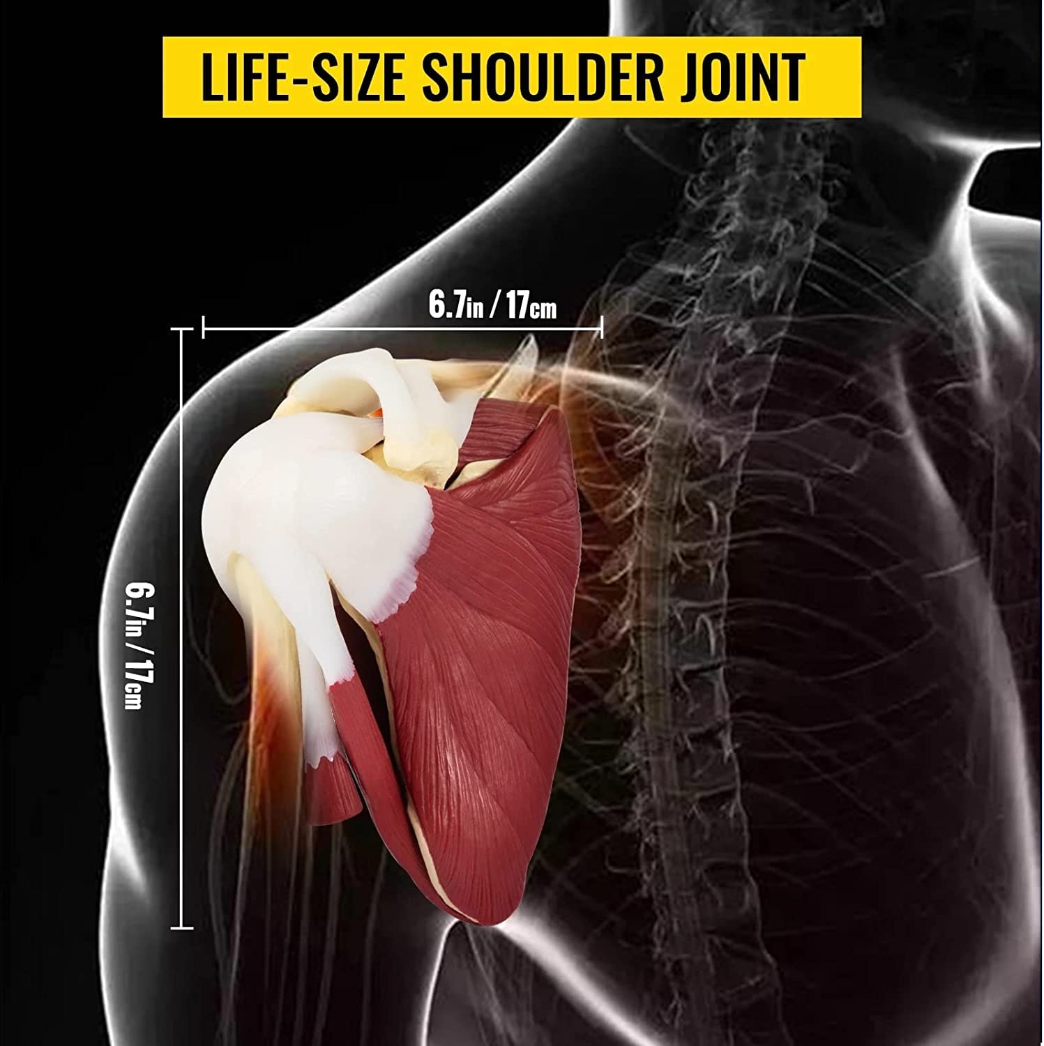 Modello Comune Di Spalla L'articolazione Della Spalla Destra Della Spalla Umana Con Anatomia Muscolare Modello Di Spalla Umana Modello Anatomico