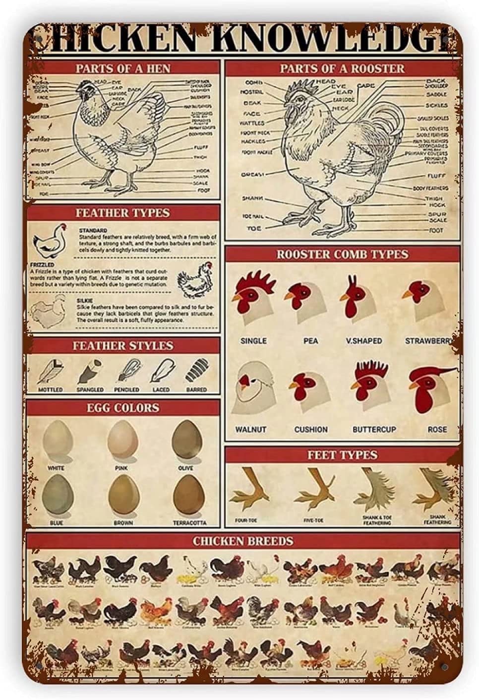 Tin Sign Chicken Knowledge Metal Tin Sign,Home Bar Classic Sign Cafe Farm Room Metal Poster Interesting Wall Decoration 12X16 Inches