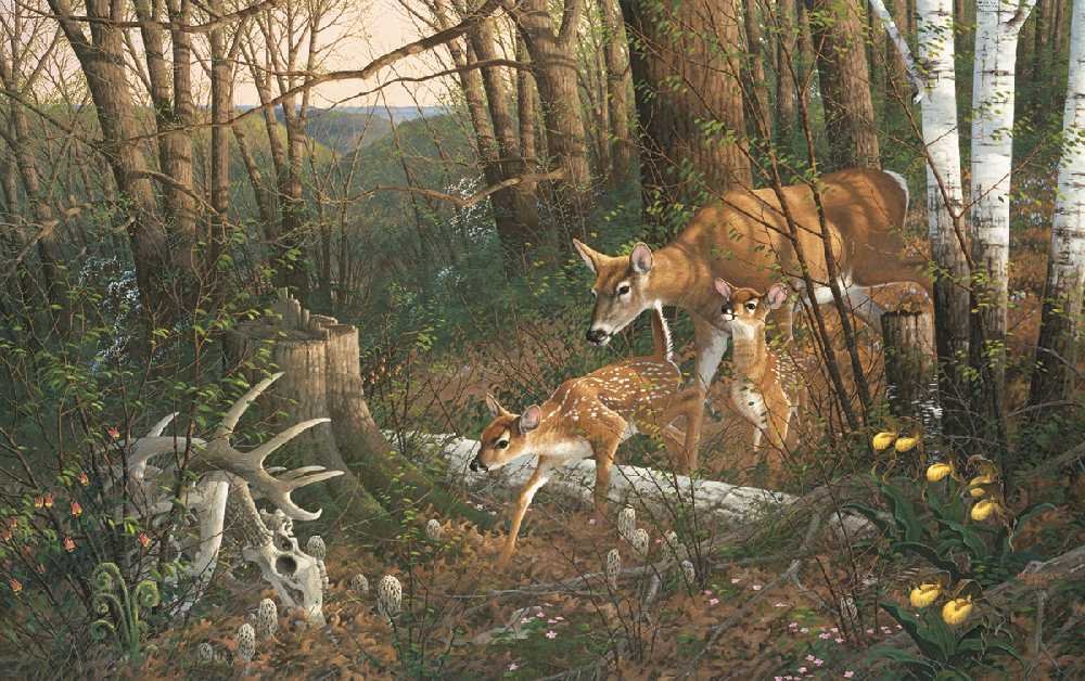Amazon.com: Michael Sieve - Oak Ridge Renewal - Whitetail Deer