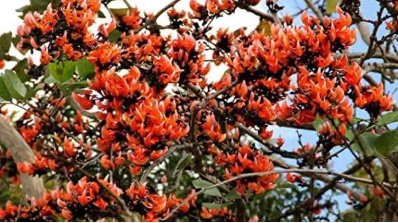 Treasure wave Palash Petals | Tesu Ke Phool | Kesula Phool | Dhaak ka Phool | Tessu Flower Petals | Plas Ke Sookhe Phool | Butea Monosperma (1 kg)-image-34