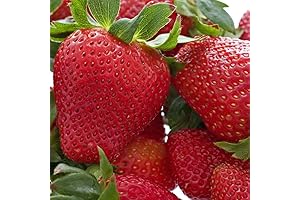20 Honeoye Strawberry Live Plants - Get Reacquainted with Reaping What You Sow
