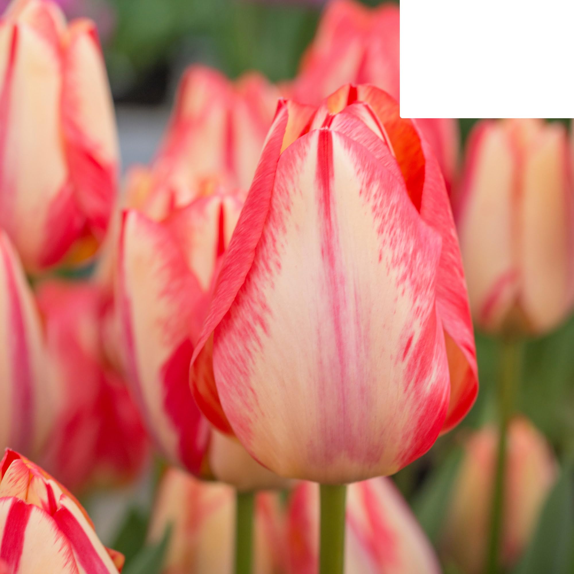 Bulbes de tulipe 'Spring Break' | 20 pièces | Tulipe rouge-orange - 30-50cm - Ø5cm - bulbe à fleurs - Plante de jardin