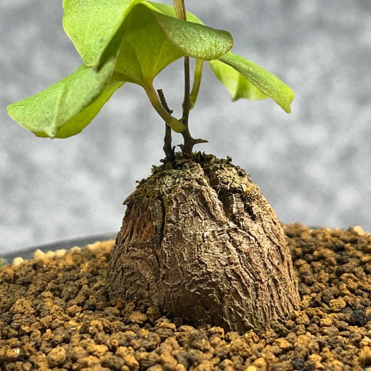 【亀甲竜】 塊根植物 鉢ごと発送します ② Amazon.co.jp: 鉢ごと発送アフリカ型亀甲竜 Dioscorea