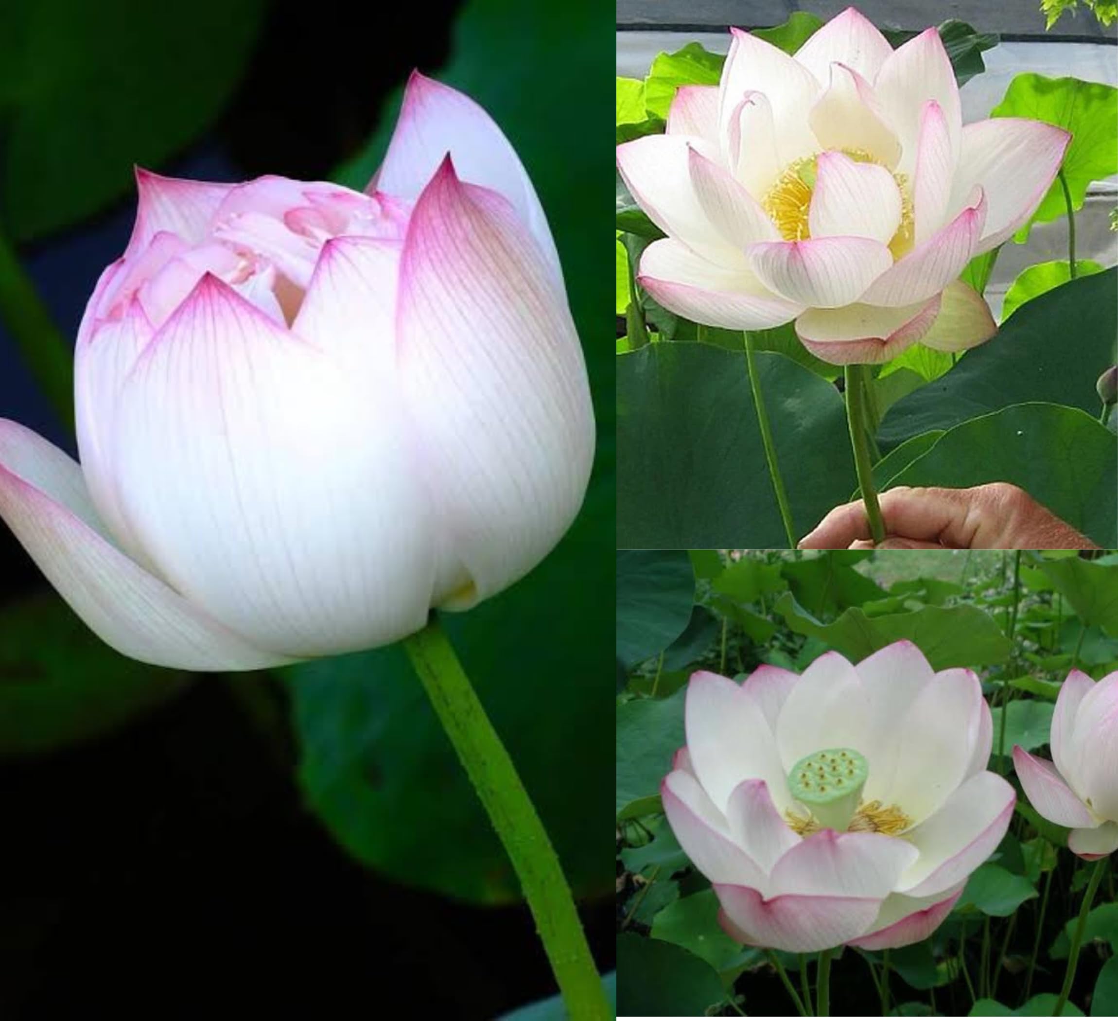 Red Lotus Plant - Blooms in 30 Days! -32