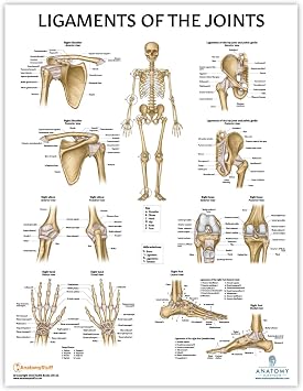 Anatomy Lab Human Ligaments of the Joints Poster, LAMINATED, Anatomy and Physiology Joints and Ligaments Poster, 17.3 x 22.5 Inches, Ligaments of the Joints Anatomy Poster