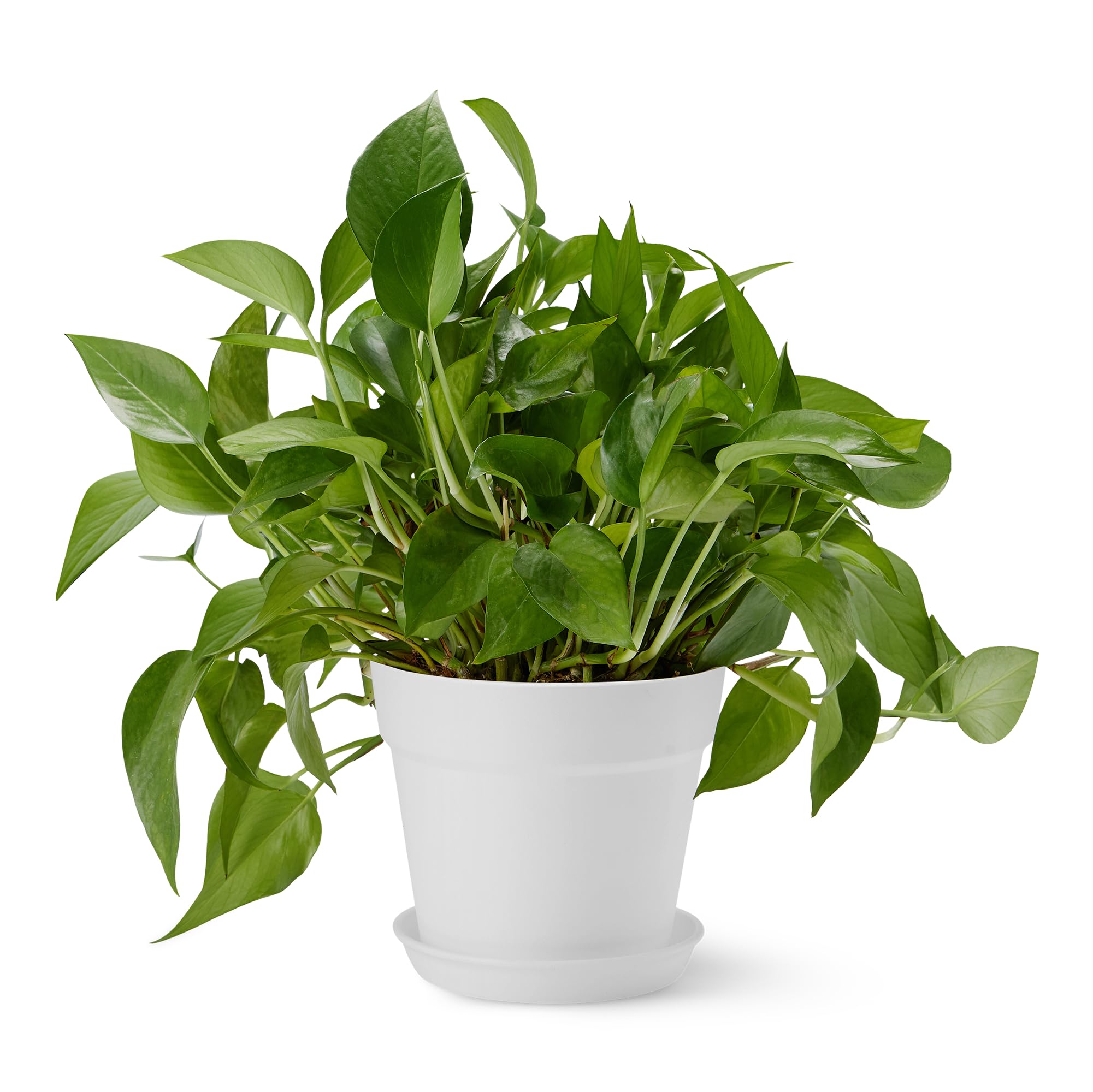 Amazon Basics Plant Pots, 14 x 14 x 16 cm, White, 1-Pack