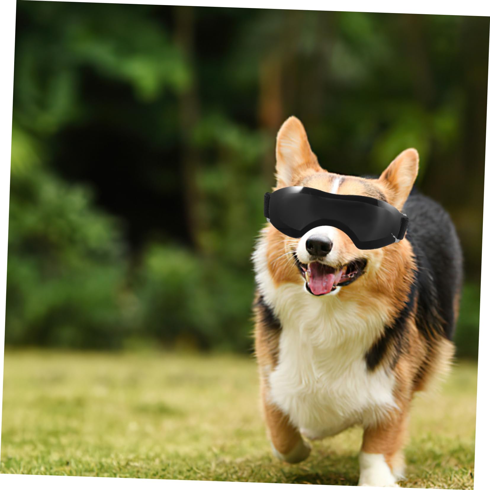 Toddmomy Pet Sunglasses Dog Visor Eye Protection Small Breed Uv Blocking Stylish Windproof