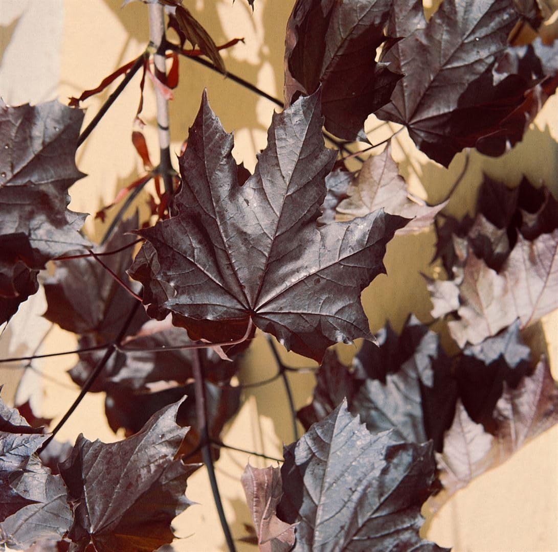 Spitzahorn Acer platanoides Crimson King Hausbaum winterhart