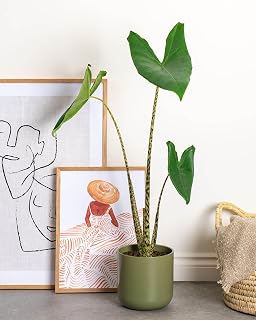 Prickle Plants Zebra Elephant Ear - Indoor Decorative Houseplant with Distinctive Foliage, Easy Care Plant for Home or Office Spaces (60-70cm incl. 17cm Pot)