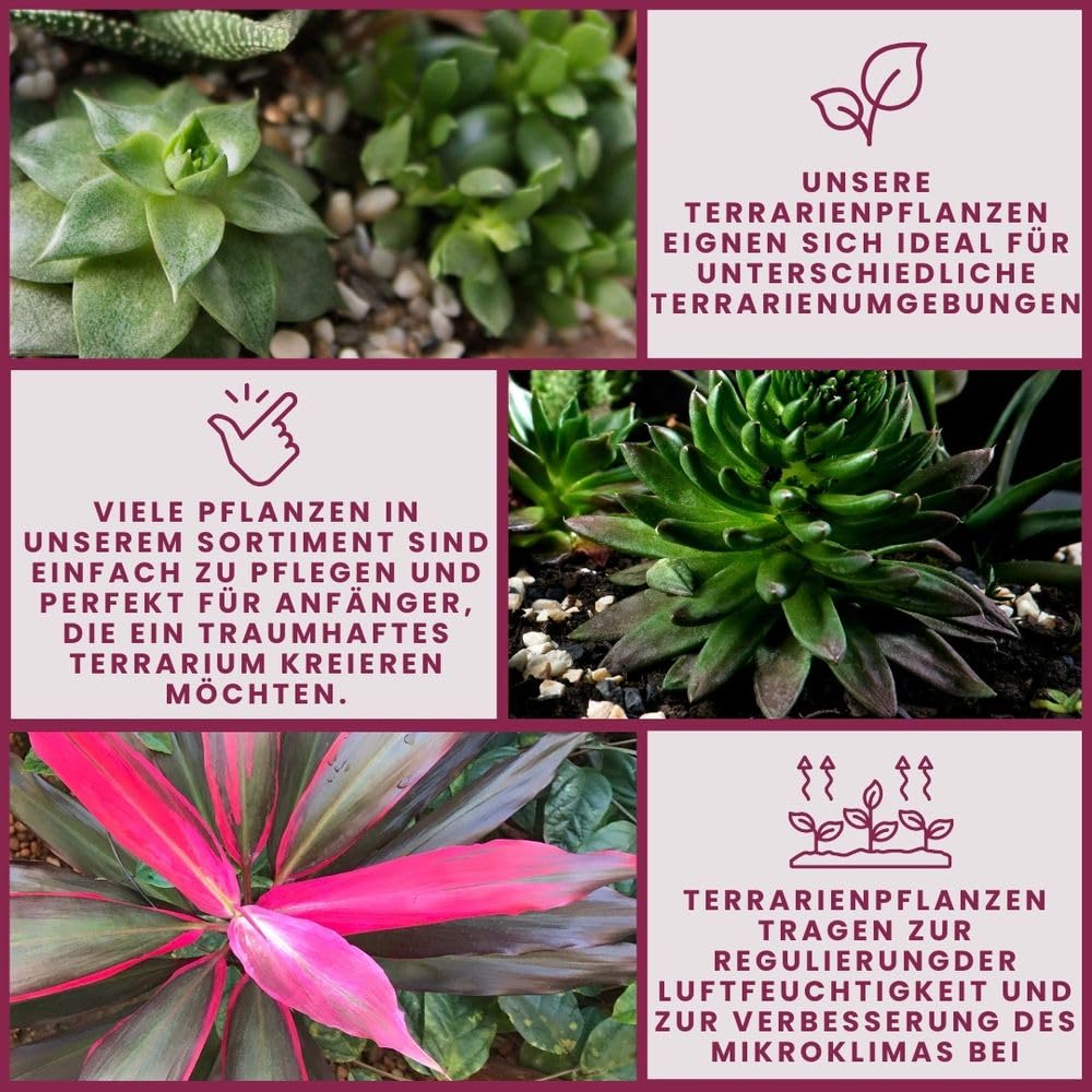 AquaOne Terrario pianta Acorus gramineus I piante vive paludarium, foresta pluviale, piante terrari completamente radicate semplicemente terrascaping decorazione