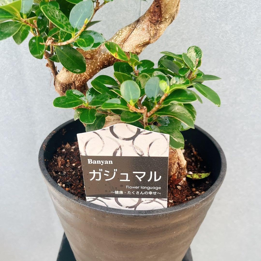Amazon.co.jp: ［現品］【希少】28番 ガジュマル 曲がり 接木 8号 観葉