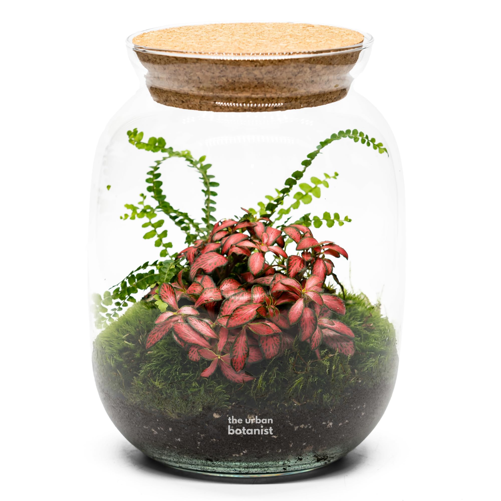 Ready planted terrarium with Fittonia and Fern, H: 22 cm, Mouth Blown Glass Jar, Living Glass Garden, A Natural Accent for Any Space (No Tools, Standard Lid)