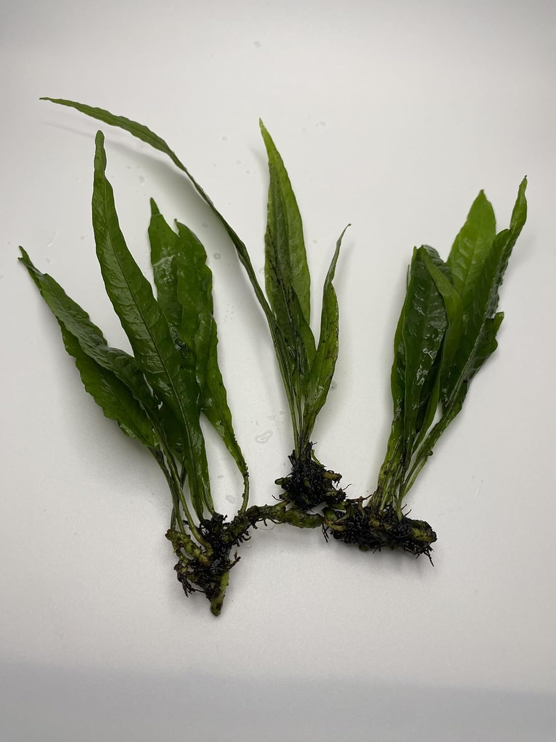 Medium to Large Java Fern (3 Pack) Easy Live Aquarium Plant for Beginners. Low-Tech, Low-Light Betta Plant.