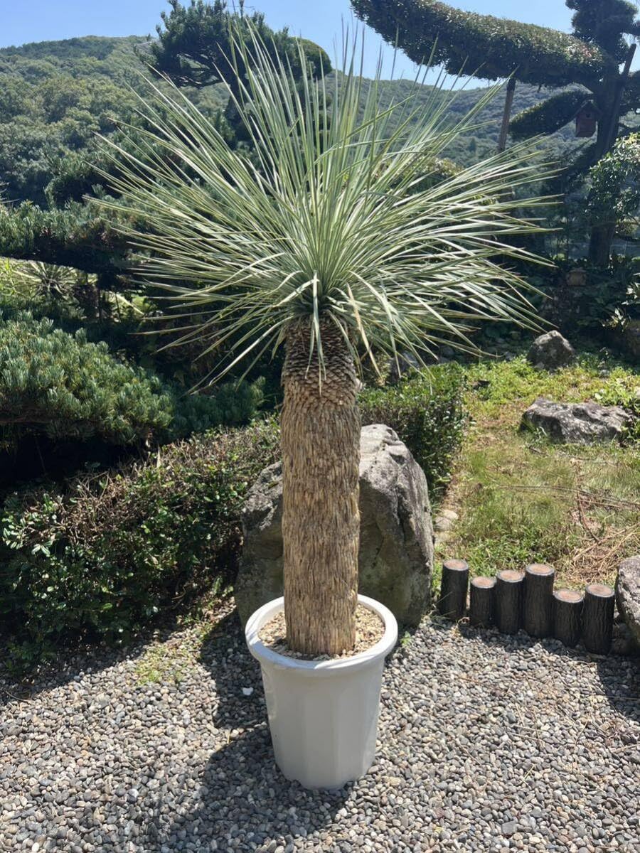 Amazon.co.jp: 大型 極太 1m57cm ユッカ ロストラータ 発根 耐寒性-15