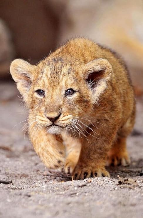 Amazon Co Jp かわいいライオンの動物のイラスト 0の木製ジグソーパズル 安全で無毒でエキサイティングなクリエイティブな大きなジグソーパズルdiyギフト壁の装飾 おもちゃ Amazon Co Jp かわいいライオンの動物のイラスト 0の木製ジグソーパズル 安全で無毒でエキサイティングなクリエイティブな大きなジグソーパズルdiyギフト壁の装飾 おもちゃ