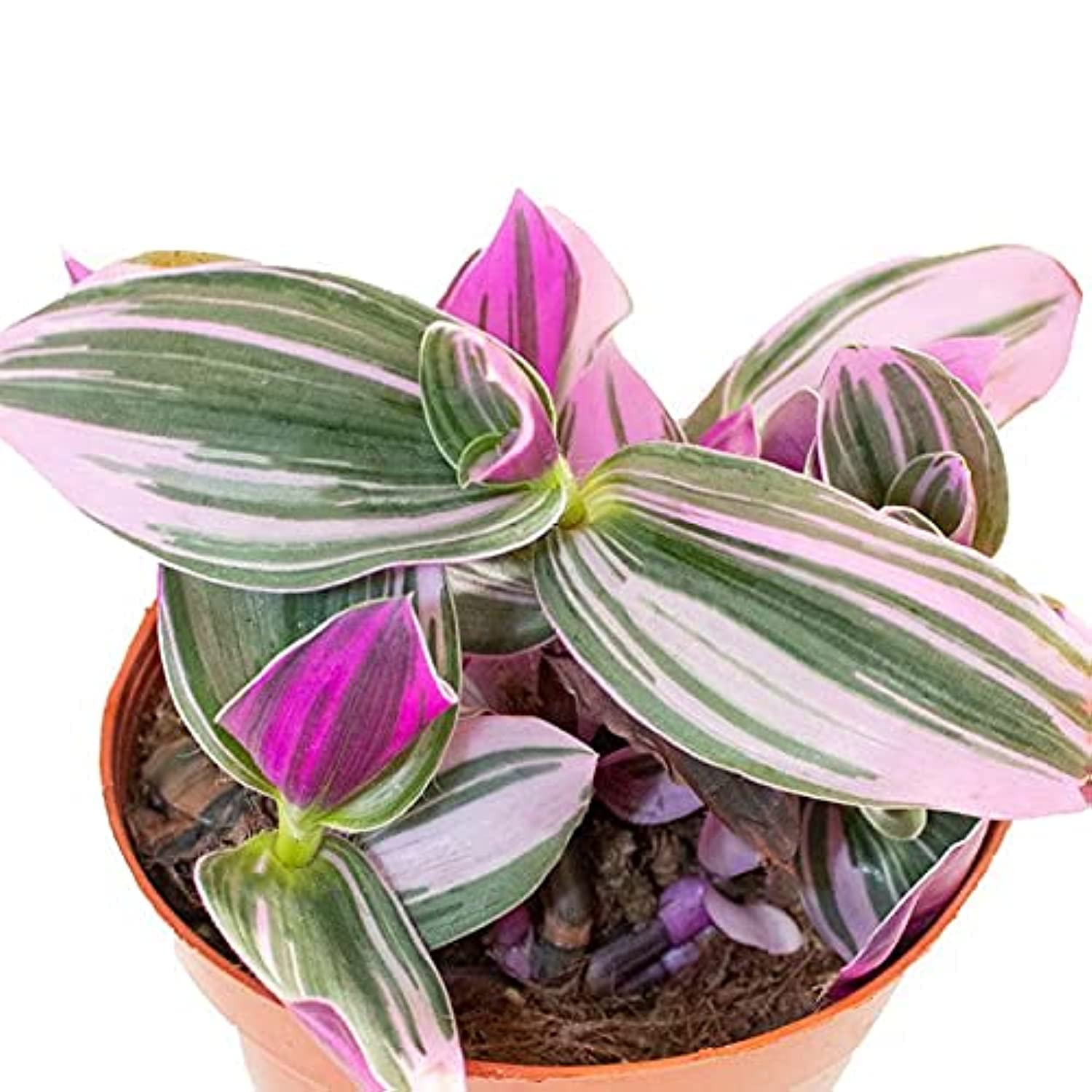 Tradescantia NanouK - Fresh Indoor Plants