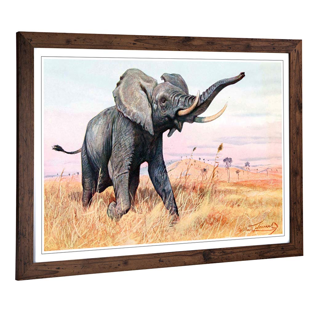 Big Box Art Framed Print of Vintage W Kuhnert African Elephant (2) Design | Wall Art Picture | Home Decor for Kitchen, Living Room, Bedroom, Hallway, Walnut, A2 / 24.5x18 Inch / 62x45cm