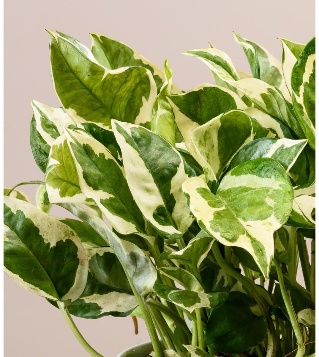 Manjula Pothos Money Plant – Rare Indoor Air Purifying Houseplant | Beautiful Cream-Green Variegated Leaves | Lucky Money Plant for Home & Office Décor | Easy to Grow Live Plant in Pot-image-27