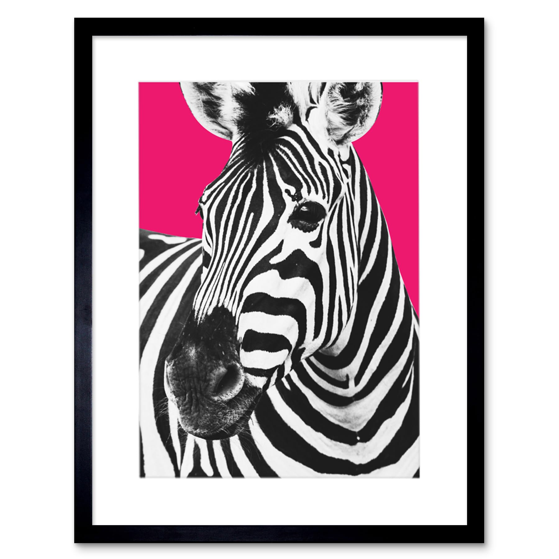 Wee Blue Coo Close up Beasties Zebra Art Print Framed Poster Wall Decor 12x16 inch