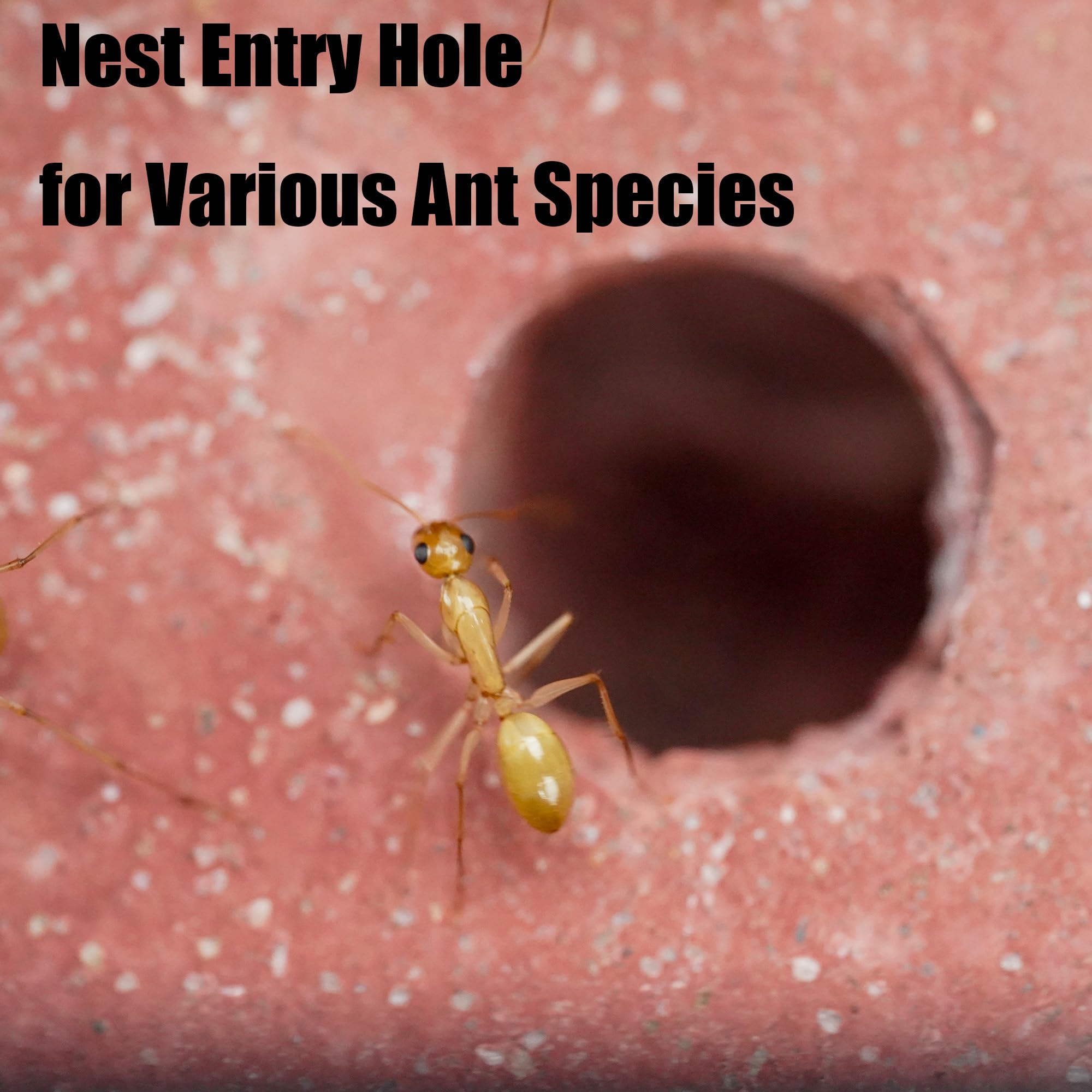 Terra Core Series – DualView S Ant Farm for Live Ants, Small Colony Acrylic Formicarium with Outworld, Beginner Ant Nest Habitat for Observation — view 6