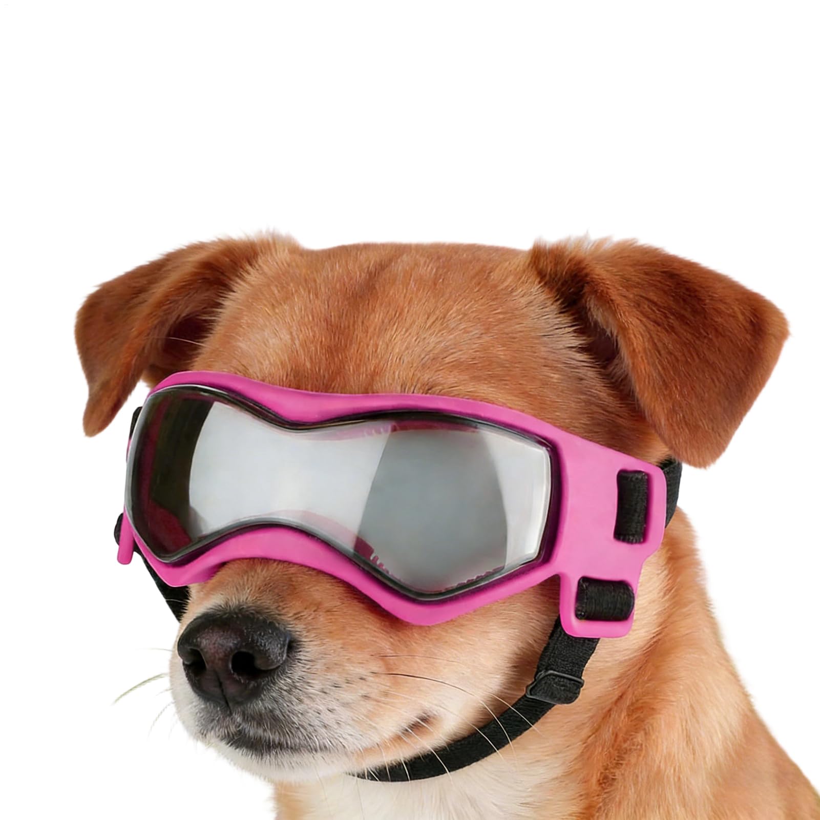 Lunettes pour chiots anti-UV et coupe-vent avec maintien ajustable