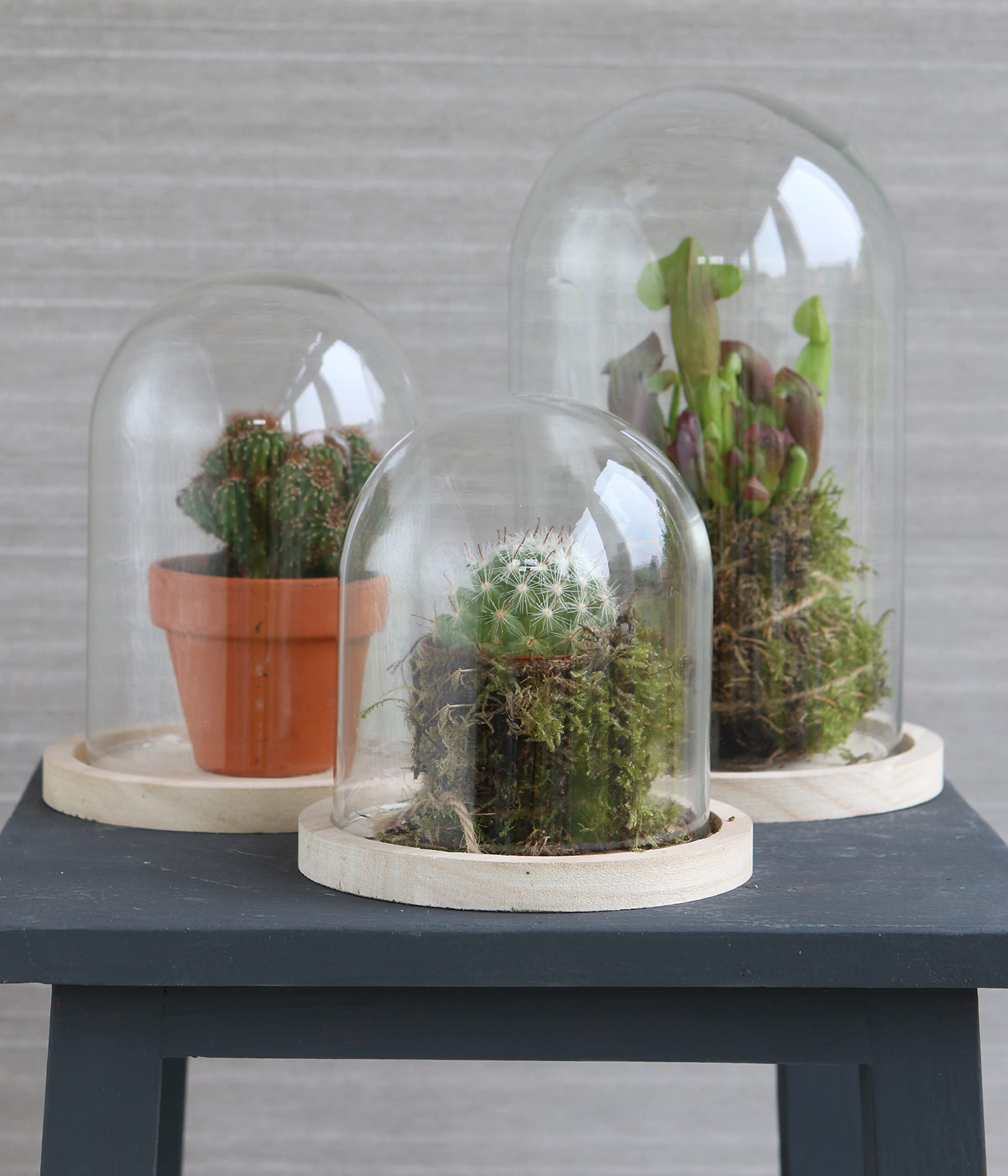 SHUESS Glazen stolp met houten bodem, 9 x 15 cm, glazen koepel van borosilicaatglas, stofdichte vitrine voor sieraden, bloemen en figuren
