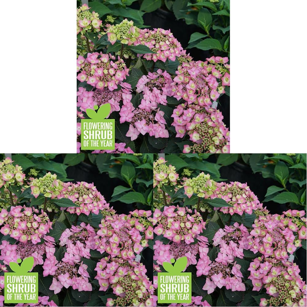 4.5 in. Qt. Let's Dance Can Do™ Reblooming Hydrangea (Serrata) Live Plant, Purple Flowers (Pack of 3)