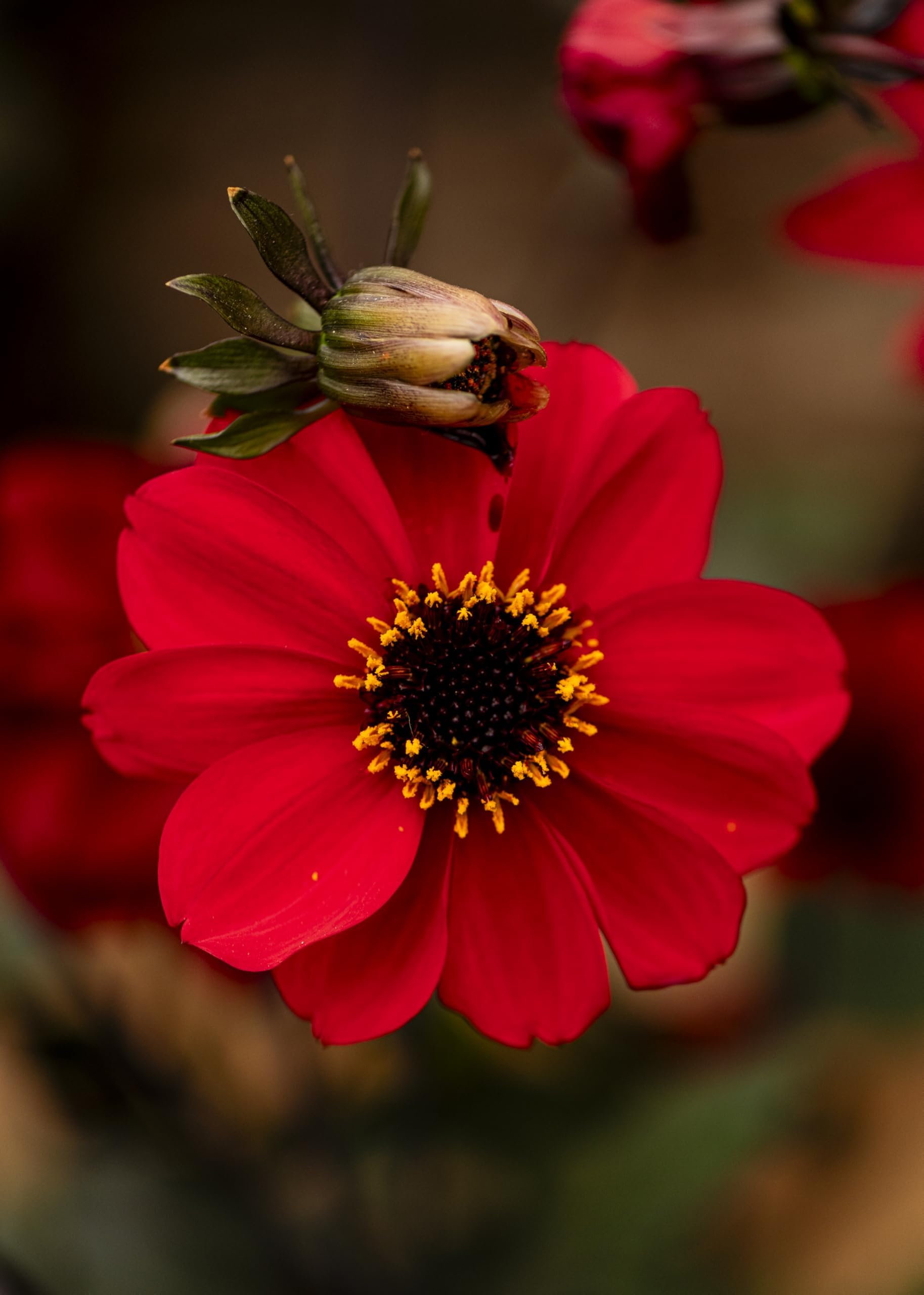 Dahlia ‘Black Forest Ruby’ Seeds – 1 Packet (30 Seeds) – Half Hardy Perennial – Dark Foliage Dahlia with Scarlet Semi-Double Flowers – High Flowering Ornamental Garden Seeds by Thompson & Morgan
