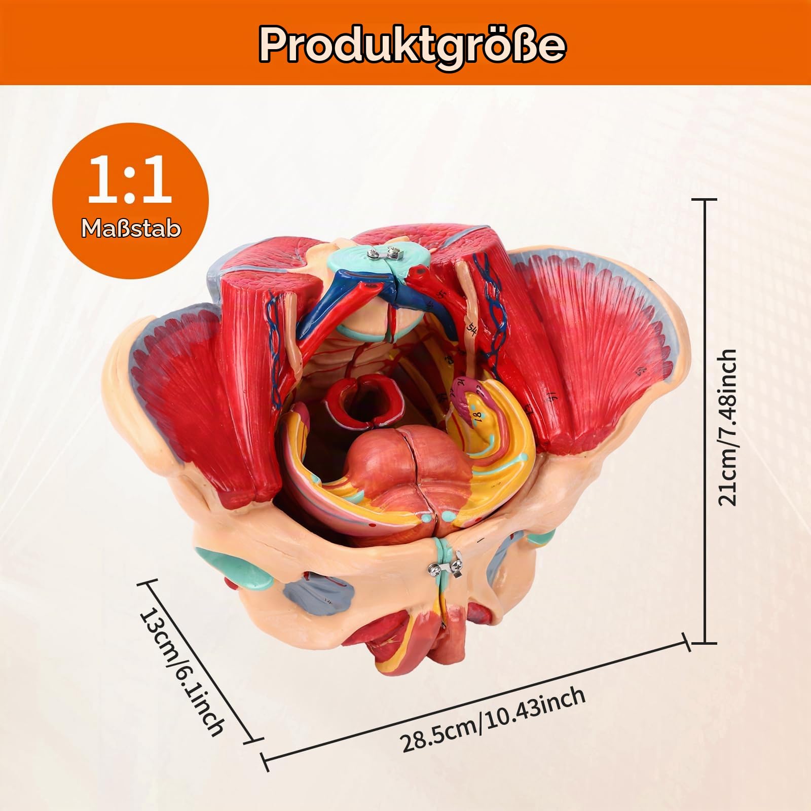 Weiblicher Beckenboden Modell, Anatomie Modell Beckenboden, Weibliches Beckenmodell Lebensgröße Mit Abnehmbaren Organen 4-teiliges, Für Lehr-Lern-Display