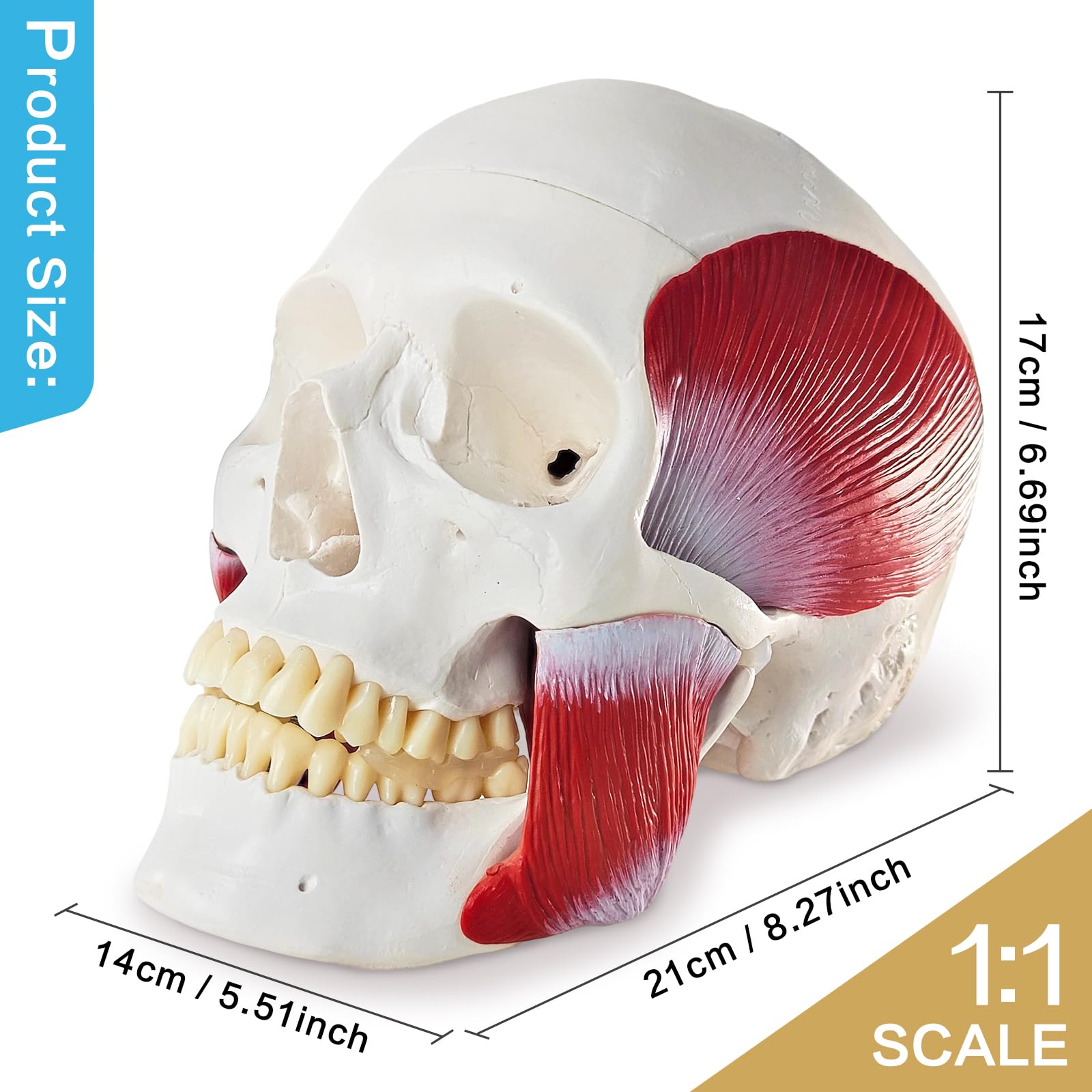 Menschliches Anatomie-Schädelmodell, Mit Kaumuskulatur, 1:1 Lebensgröße | EVOTECH SCIENTIFIC Schädel-Anatomiemodell, Geeignet Für Anatomiestudium, Bildung Und Lehrzwecke