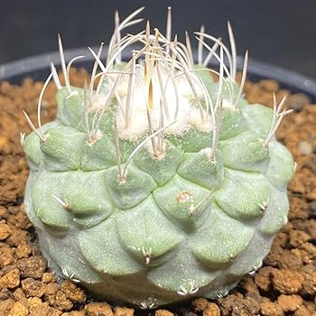 Amazon.co.jp: サボテン ストロンボカクタス 菊水 国内実生株 種 抜き