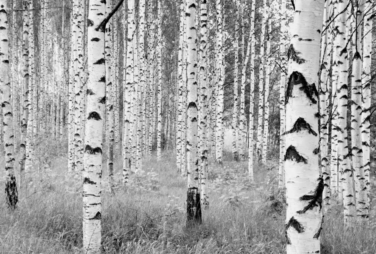 Komar XXL4-023 368 x 248 cm "Black and White Forest Woods" Wallpaper Mural - White/Off-White (Pack of 4)