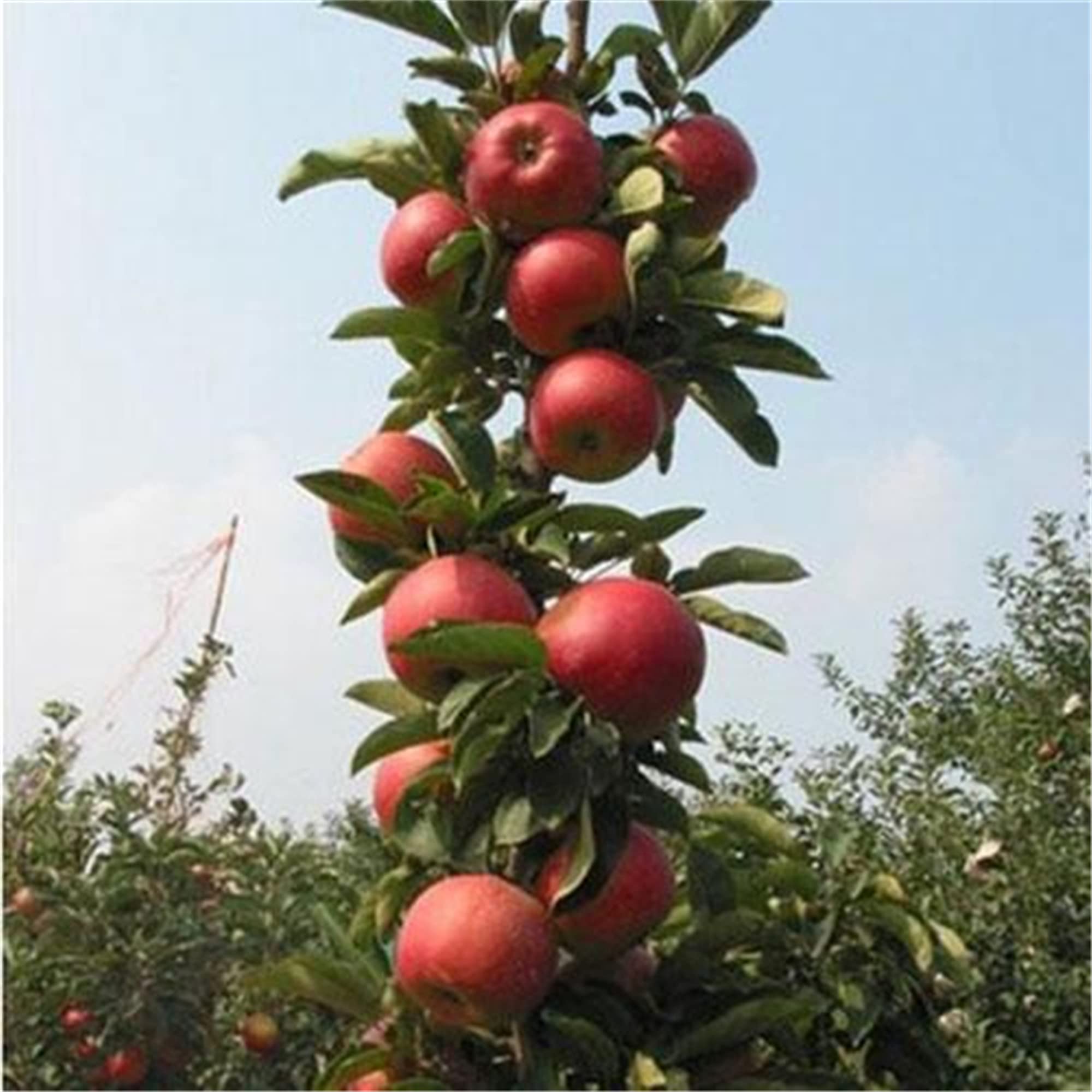 Buy Dwarf Bonsai Apple Tree Seeds 30 Seeds Grow Exotic Indoor Fruit