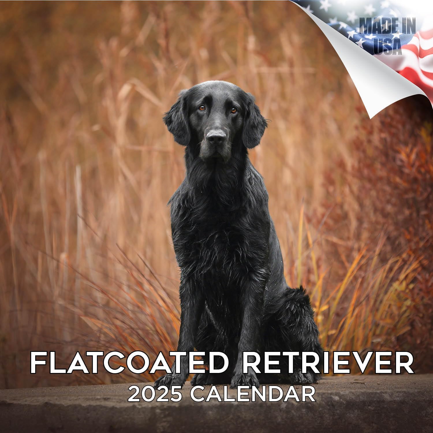 2024 2025 Flatcoated Retriever Calendar Dog Breed