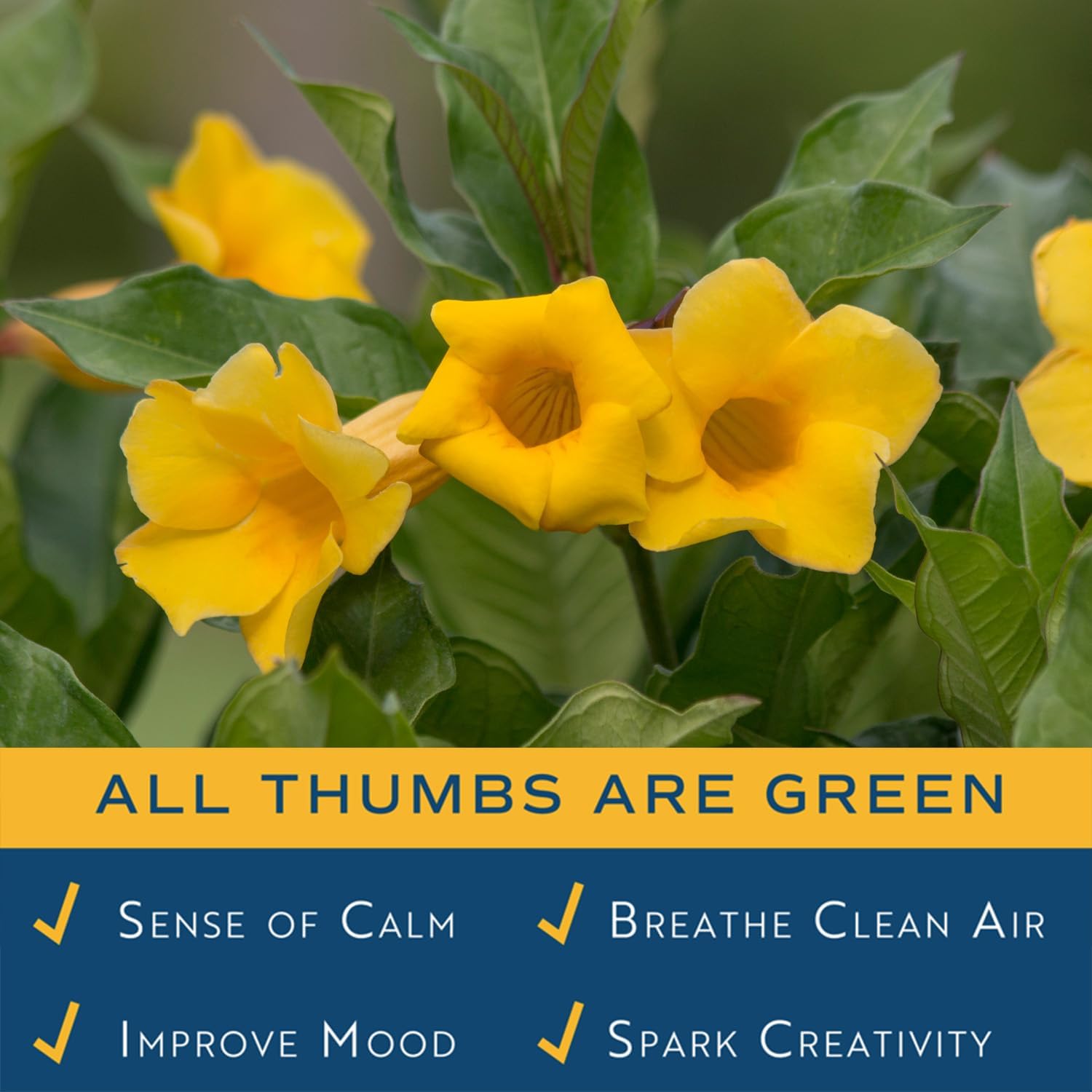 Costa Farms Allamanda Live Plant - Vibrant Yellow Trumpet Flowers, 2-3 Feet Tall Tropical Flowering Vine - Fast Growing Outdoor & Indoor Potted Plant - Pollinator Friendly