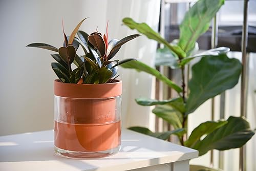 Miniatura 5 de Phoenix Vine Maceta de riego automático de 6 pulgadas, maceta de arcilla de terracota con depósito de vidrio para plantas de interior, hierbas,