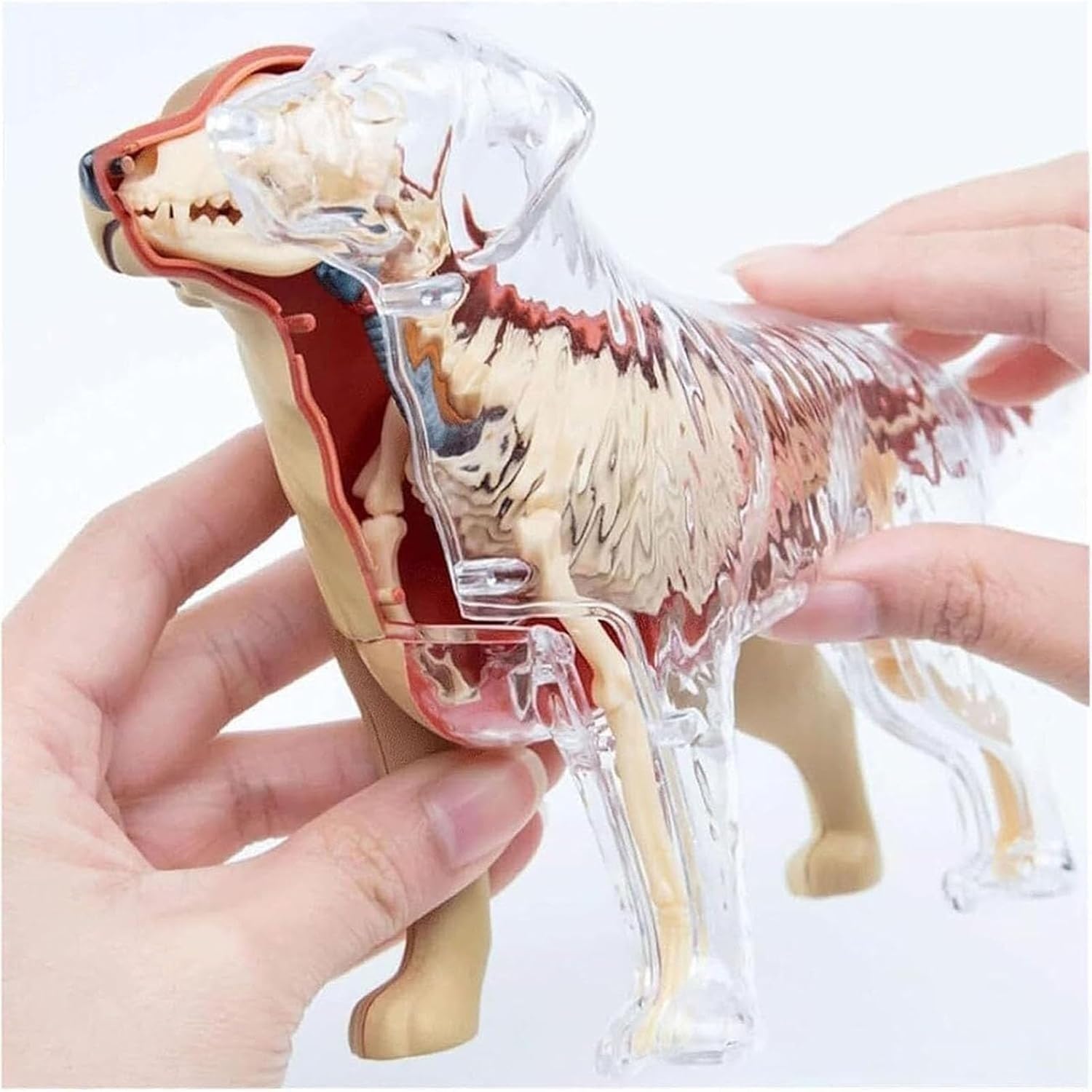 Modelo de anatomía canina 4D, kit de modelo de esqueleto animal de hueso de perro Golden Retriever, modelos de enseñanza de animales for enseñanza veterinaria en clínicas de mascotas.
