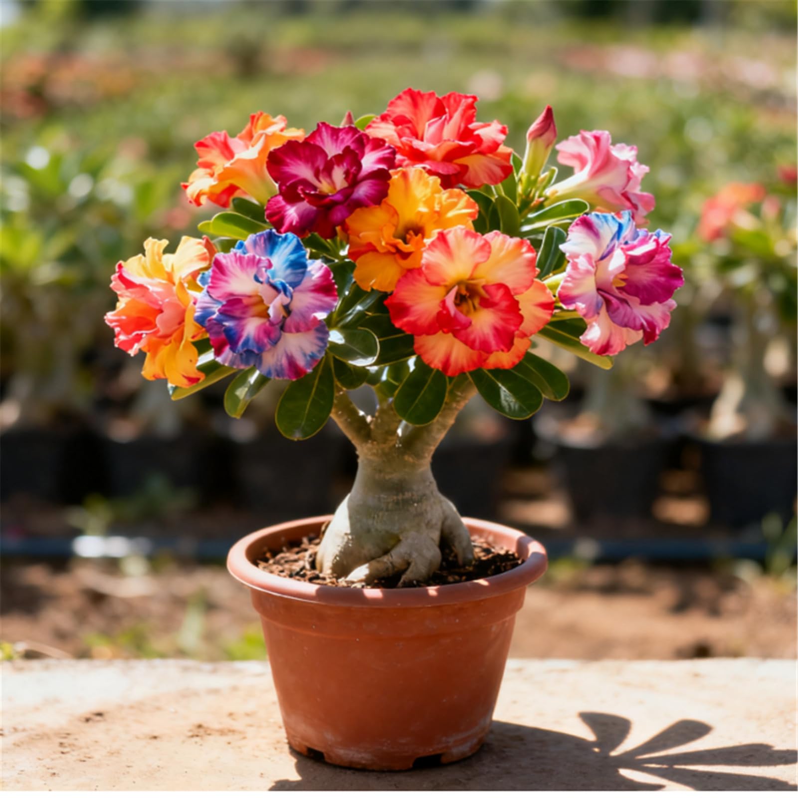 Drought-Tolerant Desert Rose Plants/Desert Rose Tubers/Cold-Hardy Perennials/Flowers Year-Round/Professional Planting for Stunning Garden Displays-4 Bulbs-A