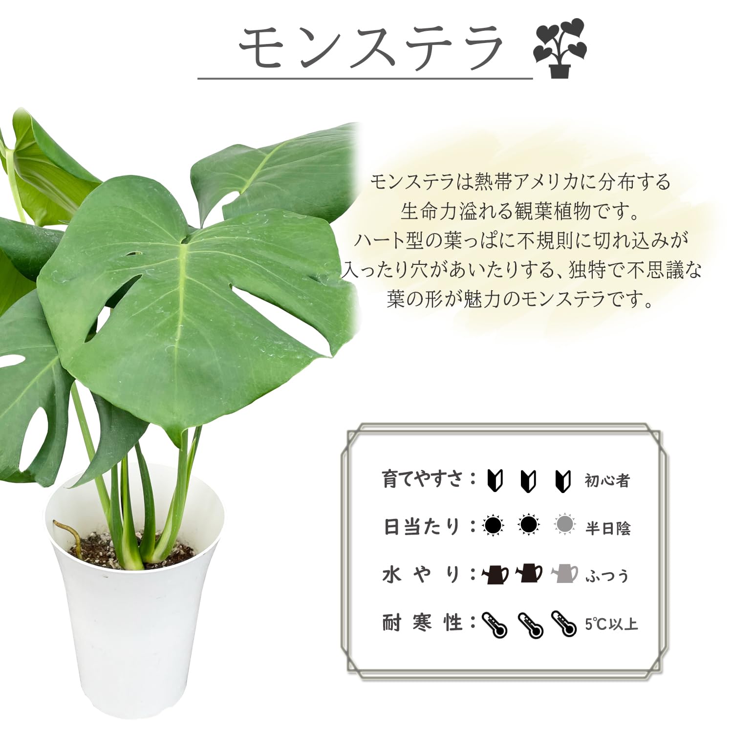 モンステラ　専用 Amazon｜花のギフト社 モンステラ 鉢植え もんすてら 観葉 植物