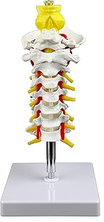 Parco Scientific PB00052 Cervical Spine with Nerves & Arteries Life-Size, Articulated, 7 Cervical Vertebrae, Intervertebral Discs, Occipital Bone, Spinal Cord, Paired Spinal Nerves & Vertebra
